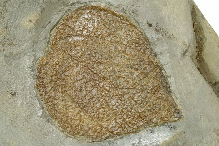 Fossil Mulberry Leaf (Morus) - Montana #305962